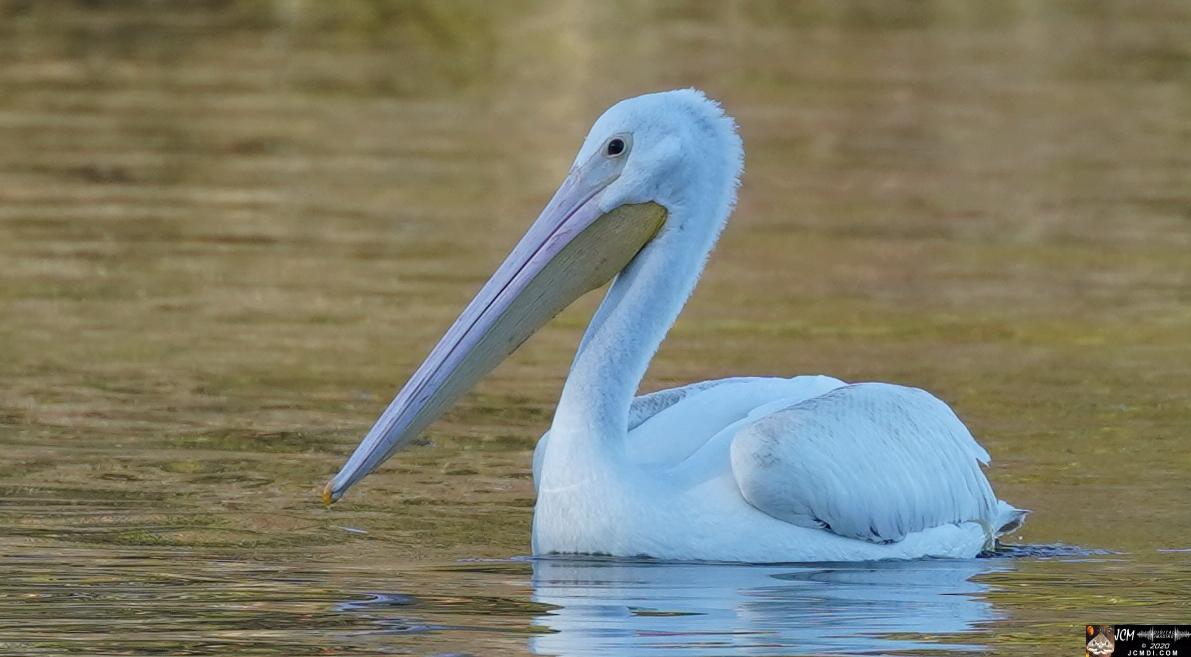 20201030 Old Hickory Lake TN Pelicans
